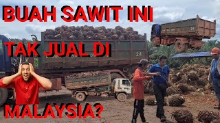 buah sawit ini di malaysia tak di jual tak laku?#anakrantau #lorisawit #tkidimalaysia #carirezeki