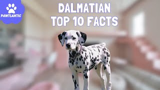 Dalmatian  Top 10 Fascinating Facts