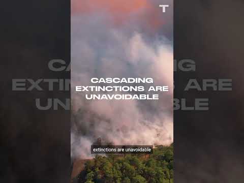 Vídeo: Per una extinció massiva?