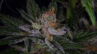 some better closeups of the garden