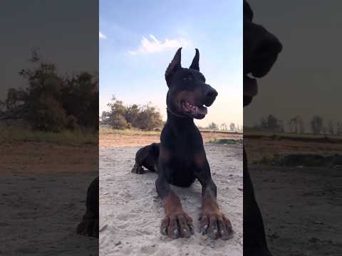 لو كلبك بيخاف تعمل ايه حيوانات كلاب 