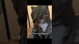 What Is 3 Plus 0999999999999999478747725 capcut funny