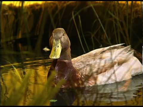 Federal Duck Stamp Program Commercial: Thanks