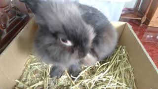sneezing rabbit