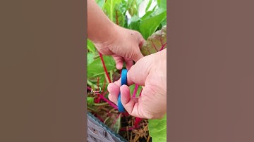 Thu hoạch cải cầu vồng #caicauvong #swisschard #baconada #onhavanvui #gardening #garden