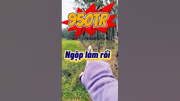 Đất Dầu Tiếng I Bán gấp lô đất Ngộp 10 × 80 ( tc 100 ) giá rẻ #datdautieng