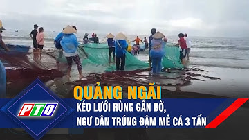 Quảng Ngãi: Kéo lưới rùng gần bờ, ngư dân trúng đậm mẻ cá 3 tấn | PTQ