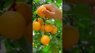 Picking apricots to make dried fruit—I really love the process.