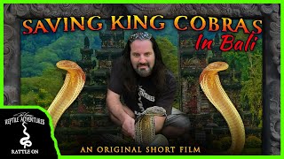 SAVING KING COBRAS IN BALI! (An Original Short Film)