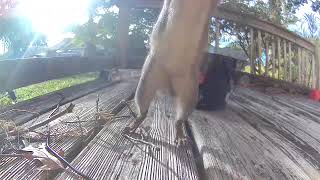 Squirrel jump scare 😱