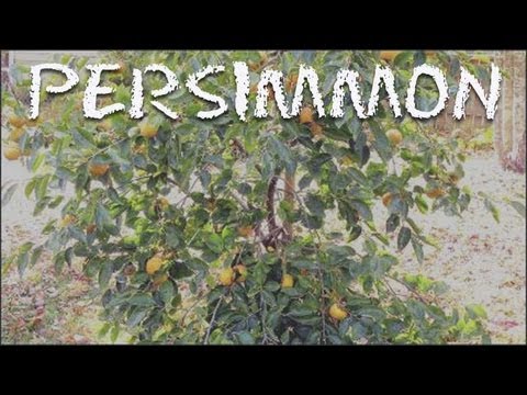 What Are Persimmons? / How to Make Persimmon Ice Cream Recipe