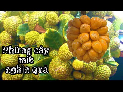 Những hình ảnh về cây mít đặc biệt/ẩm thực vp