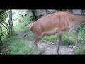 Bébés chamois,  faon, sanglier renard sous un gros rocher