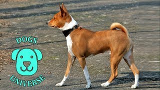 BASENJI ► Characteristics and temperament 🐶 by Dogs Universe 378 views 5 years ago 2 minutes, 14 seconds