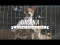 ALL ABOUT BASENJI THE AFRICAN BARKLESS DOG の動画、YouTube動画。