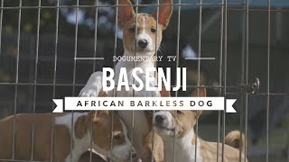 : ALL ABOUT BASENJI THE AFRICAN BARKLESS DOG