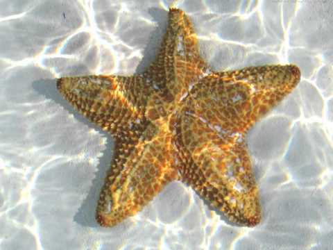 Vídeo: Estrela No Mar