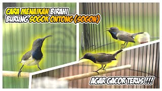 Meningkatkan Birahi sogon