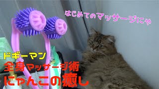 【商品レビュー】マンチカンがドギーマンにゃんこの癒しを使ったら