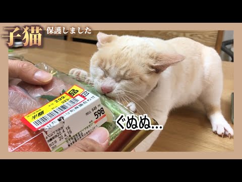 【Fury】I&rsquo;ll take measures because I don&rsquo;t want to fight with a kitten over food