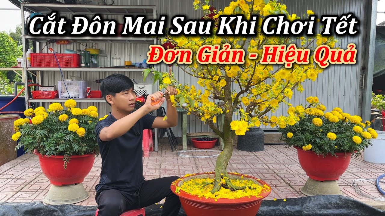 Mùng 6 Tết Cắt Đôn Mai Sau Khi Chơi Tết - Mai Vàng Duy Hiếu