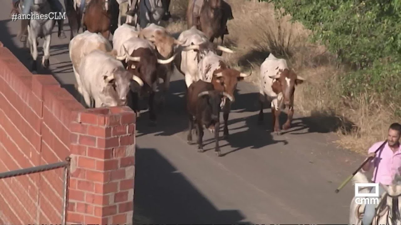 Encierros por el campo en Albaladejo | Ancha es Castilla-La Mancha