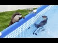 The Otters Started a Mysterious Ritual That Looked Like a Duel... [Otter Life Day 741]