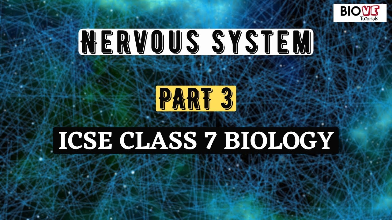 Nervous System | Part 3 | ICSE Class 7 Biology - YouTube