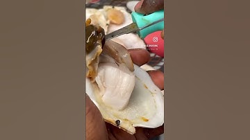 This is a easy recipe for scallops and how to shuck them #scallops #Shorts