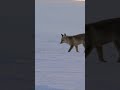 Capture de la vidéo Foxes In The Wild Short #Shorts