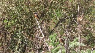 Birds of Saudi Arabia: African Stonechat by Saudi Birding 37 views 6 months ago 39 seconds