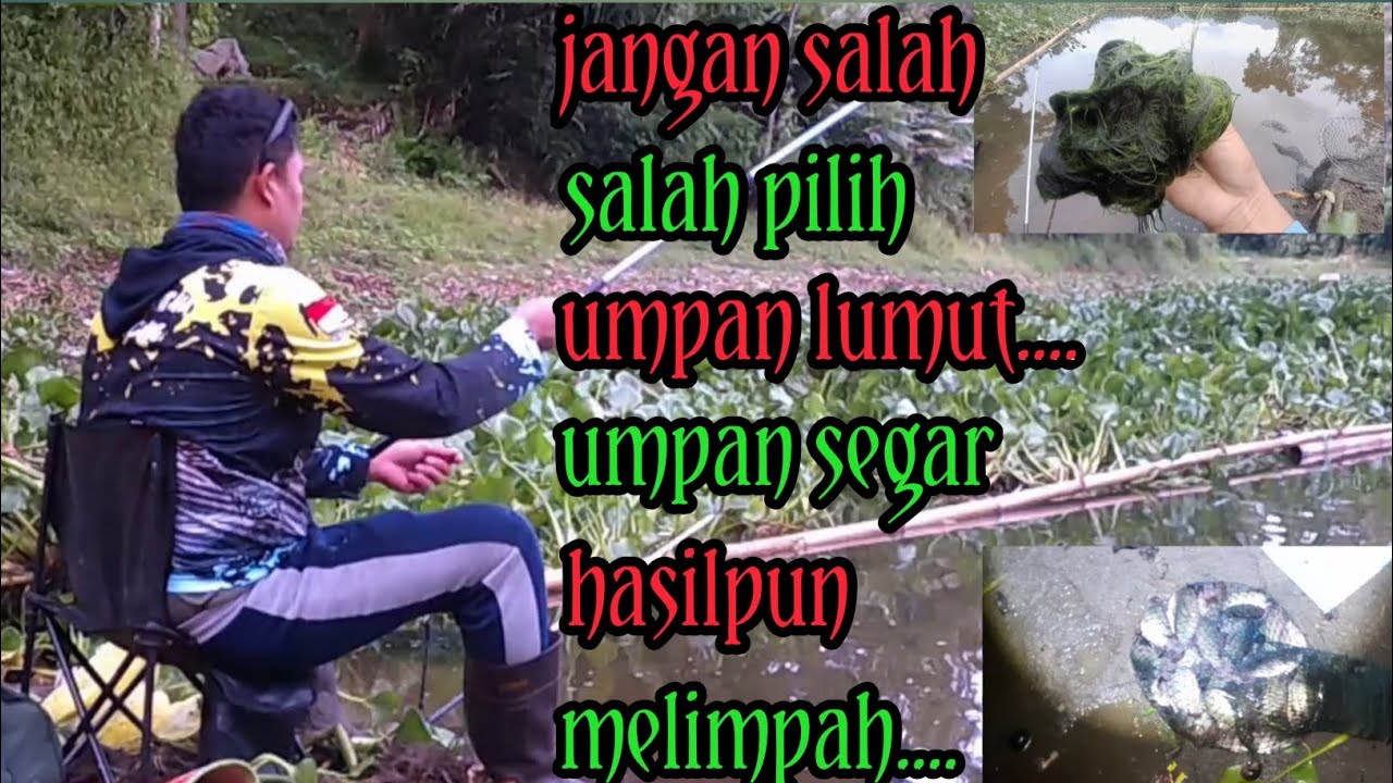 Ingat... jangan salah pilih umpan lumut [waduk selorejo ngantang W.S.N