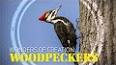 The Fascinating World of Woodpeckers ile ilgili video