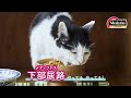 国産の下部尿路の健康維持フード メディファス(25年春)