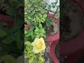 Fresh Rose Flowers Video 🌹 | Relaxing Nature View #shortvideo #naturelovers #plants