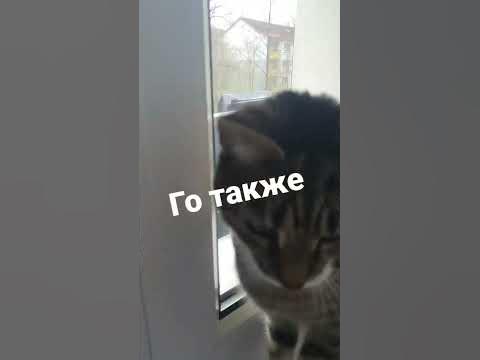 кит ты маму мау - YouTube