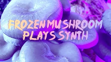 Four Minutes Of Melting Blue Oyster Mushrooms Playing Eurorack Modular Synthesizer