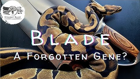 The Blade Ball Python: State of the Morph 2023. Underrated? Forgotten?