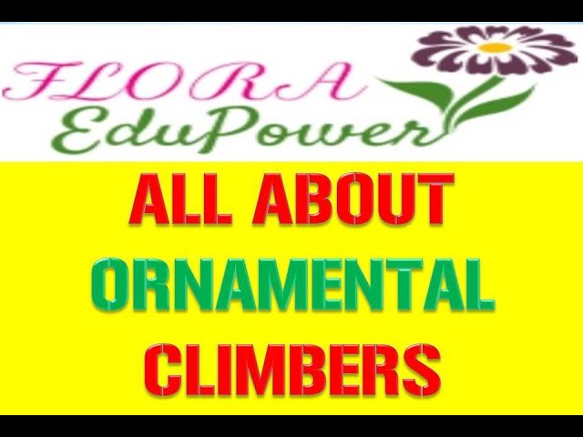Climbers and Creepers  Macmillan Education India 