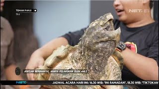 Alligator Snapping Turtle, Kurakura Agresif Berbadan Besar  Teman Panji