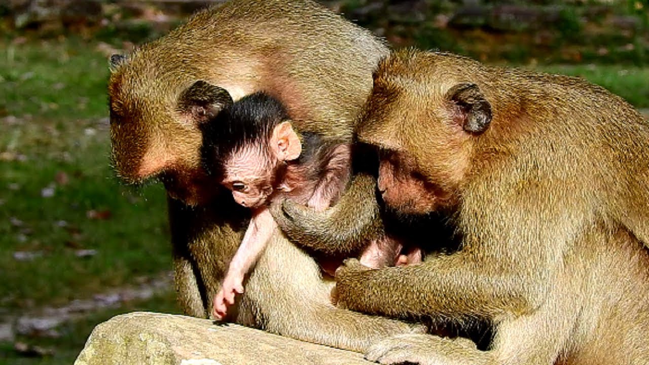 Very Pity All Here! After Lost Present Dolly In Their Group | Deedee and All Seem Not Happy!