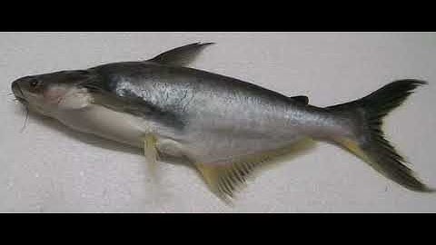 Những điều bạn chưa biết về cá basa?