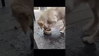 All looks no brains😂