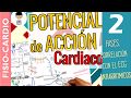 POTENCIAL DE ACCIÓN CARDÍACO, correlación ECG, Fases, Periodos Refractarios  |Fisiología Cardíaca|2