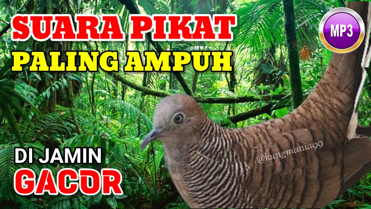 Suara MASTERAN PERKUTUT LOKAL gacor 100% pasti nyaut | perkutut, suara perkutut