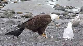 Eagle Snack