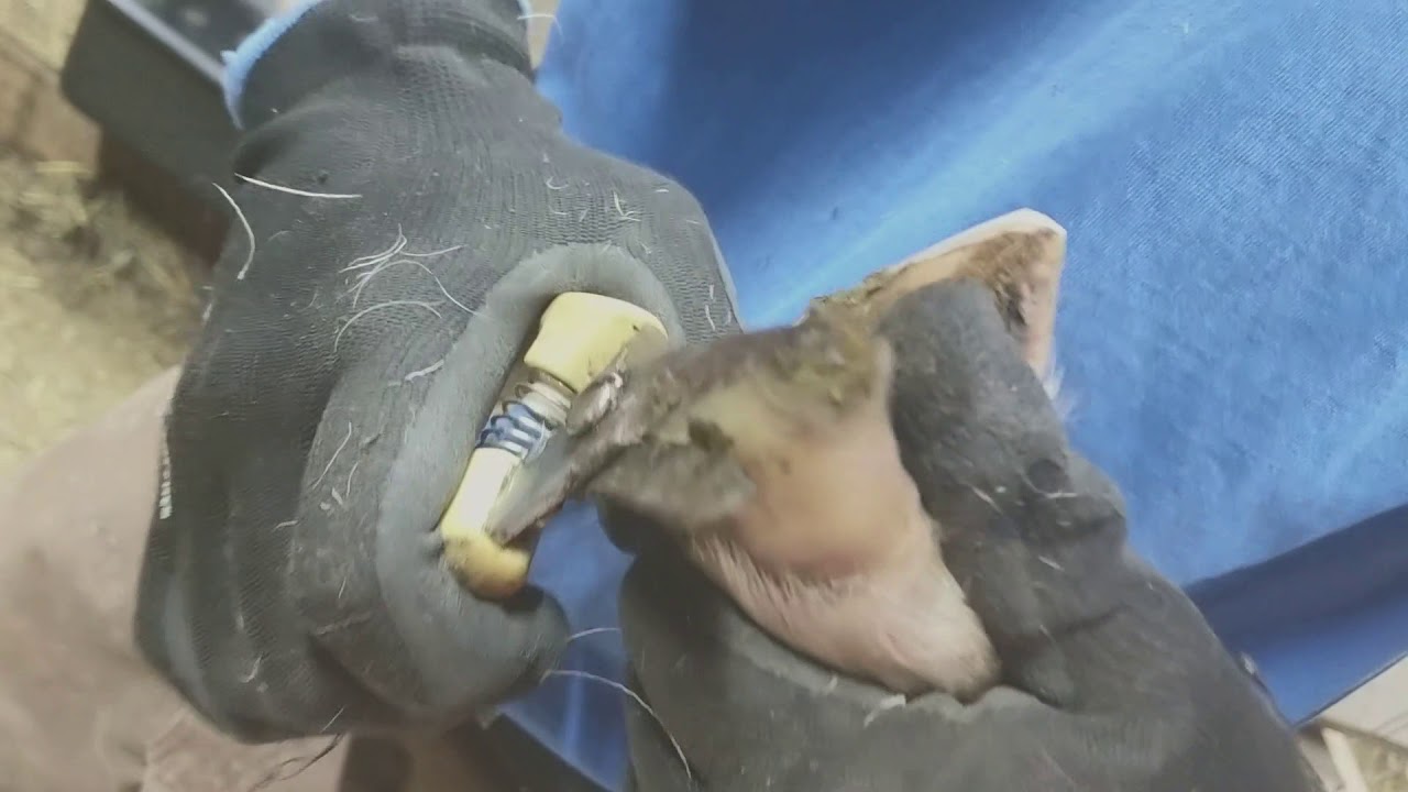 Sheep Hoof Trimming - Smith Sheep Farms