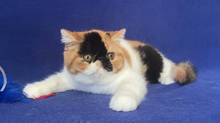 Video 6280391: exotic shorthair calico female, exotic shorthair cattery