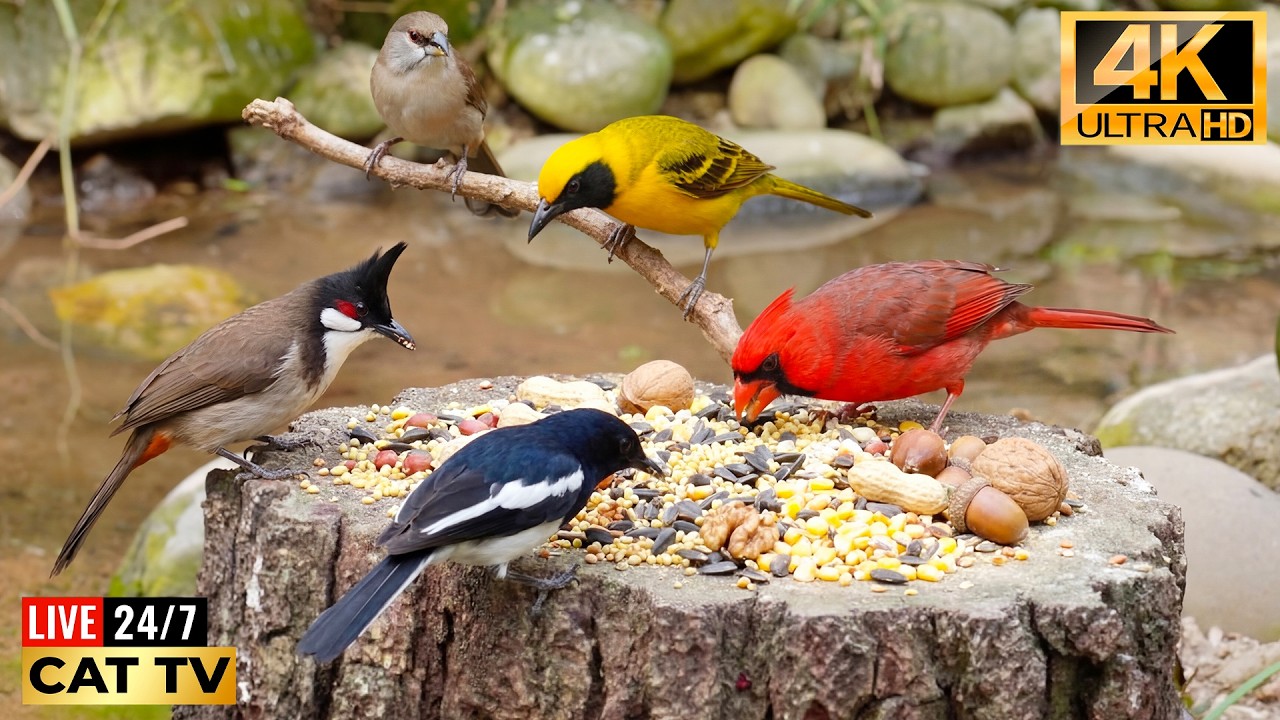 🔴 24/7 LIVE: Cat TV for Cats to Watch 😺 Beautiful Birds in Sunlight 🐦 Bird Entertainment Videos