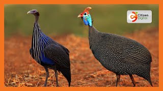 | KENYA'S GOLD | Rearing of Ornamental Birds [Part 1]